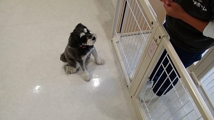 犬の幼稚園 アオくんとトレーニング