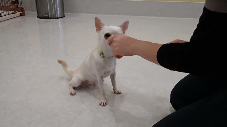 犬の幼稚園 コハクくんとトレーニング