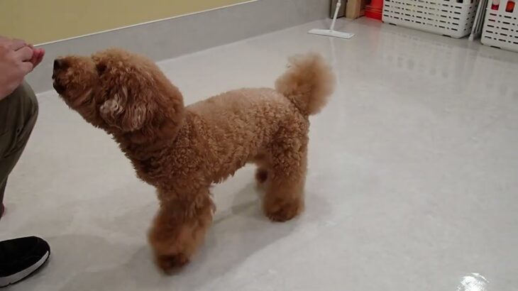 犬の幼稚園 たろうくんとトレーニング