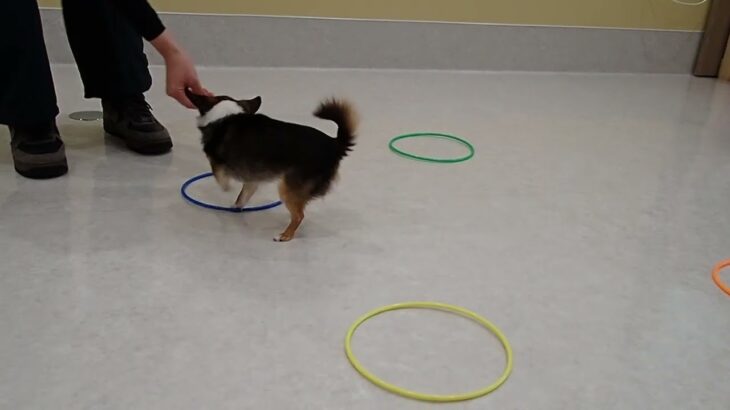 犬の幼稚園 のあくんとトレーニング