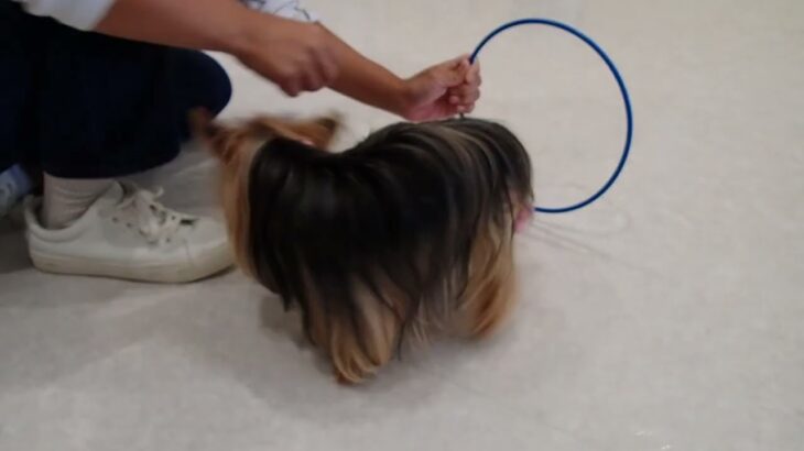 犬の幼稚園 花ちゃんとトレーニング