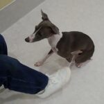 犬の幼稚園 レオンくんとトレーニング