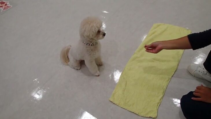 犬の幼稚園 空ちゃんとトレーニング