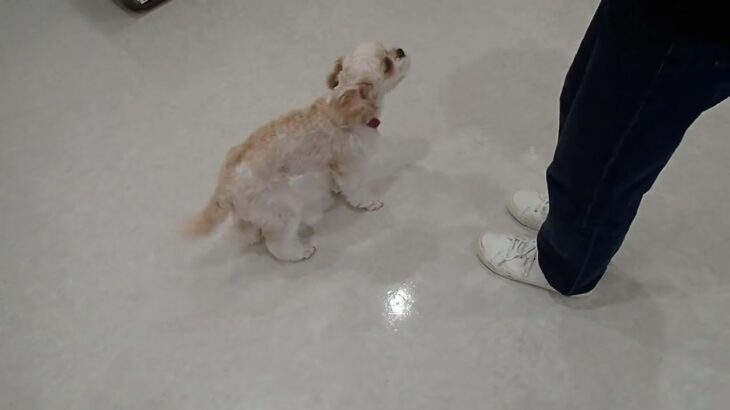 犬の幼稚園 エマちゃんとトレーニング