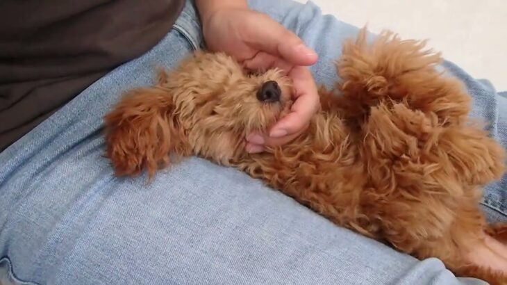 犬の幼稚園 くんくんちゃんとトレーニング