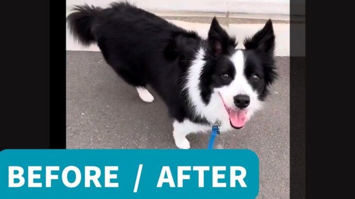 ボーダーコリー。他犬へのぶっ込み。散歩中の引っ張りとパニック。