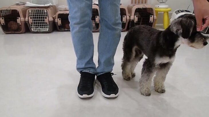 犬の幼稚園 ぺぺくんとトレーニング
