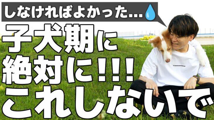 【失敗談】今から子犬を迎えるなら”絶対に”しないこと | 初心者がやりがちなミス【犬のしつけ】