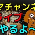 愛犬のヒヤっっと体験を共有しよう！犬のしつけエマチャンネル【犬のしつけ＠横浜】
