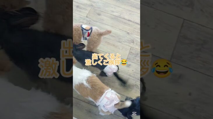 わちゃわちゃ🎶#こいぬ#しつけ方#かわいい犬