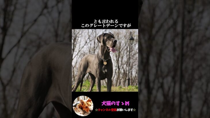 【世界一大きな犬とは？】グレートデーンって犬知ってますか？ #ゆっくり解説  ＃しつけ #心理学 #犬のいる生活  #愛犬