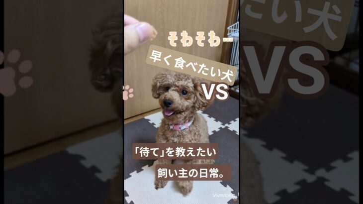 あまりにも｢待て｣が下手すぎる愛犬。#犬のいる暮らし #トイプードル #youtubeshorts