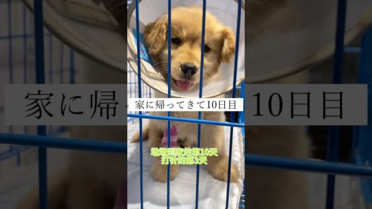 帰宅して10日目#おうちトレーニング #犬のしつけ #犬のしつけ #pets #ゴールデンレトリバー