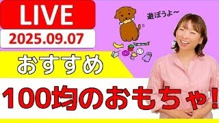 【犬 遊び】使ってる？おすすめ100円均一のおもちゃをみんなで共有しよう！