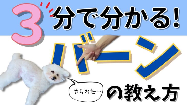 🎬 犬に「バーン！」を教える方法｜3分でできるかわいいトリック解説