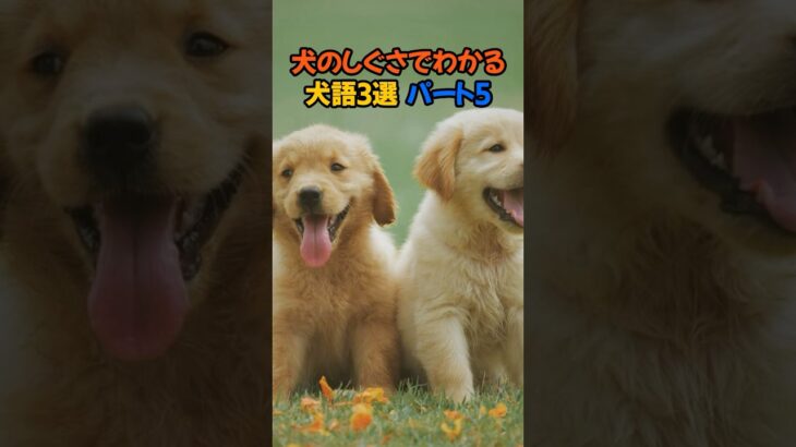 【犬語!?】愛犬ともっと仲良くなれる仕草でわかる気持ち3選　パート5 #犬の行動 #犬のしつけ # #犬語 #犬との暮らし#犬の気持ち #雑学