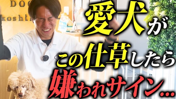 あてはまったら要注意！犬が嫌いな飼い主にみせる仕草5選【プロドッグトレーナー解説】