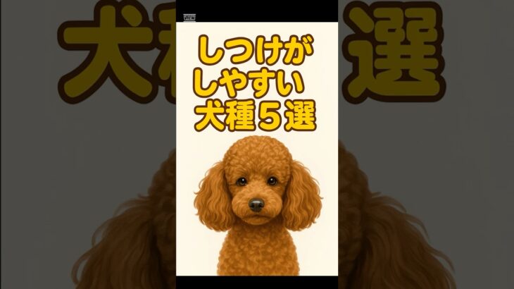 【基本】しつけがしやすい犬種5選