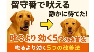 犬 留守番 吠える 改善法｜今日からできる5つのしつけ術【初心者OK】