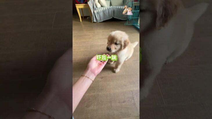 6日目、リンくんのトレーニングスタート！🔥🐶 #dog #japan #犬のしつけ#おうちトレーニング