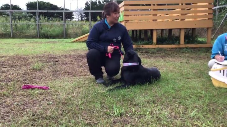 第7回犬のしつけ教室　トイプードルのあずきくん
