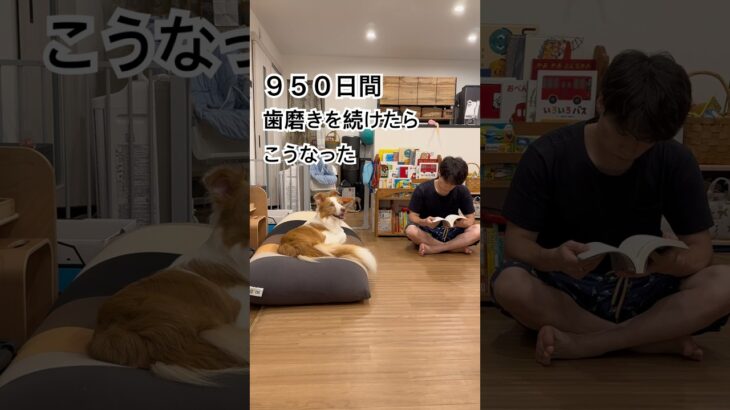 950日間歯磨きを続けたらこうなった #ボーダーコリー #犬