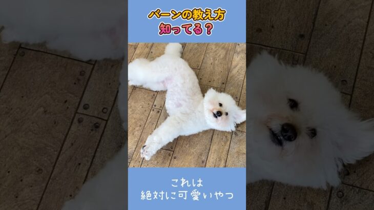 何度もBANされるプードルです🐶 #shorts