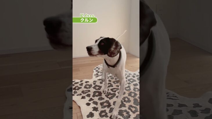ピノちゃんの特技☺️ #いぬ #イングリッシュポインター#しつけトレーニング #トリック #Englishpointer