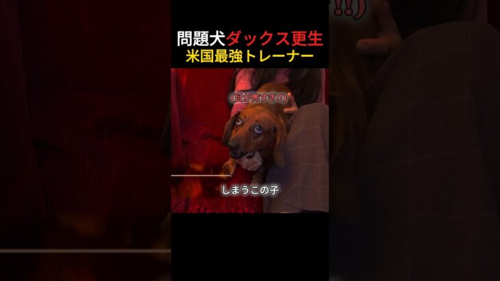 問題犬ダックス更生 全米No.1トレーナー