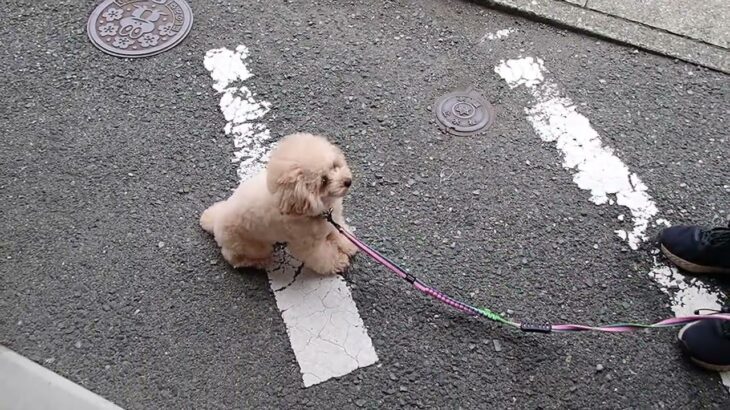 犬の幼稚園 PRIOくんとトレーニング