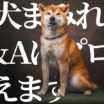 【柴犬しつけ】ドッグトレーナーに来たお悩みがなぜか柴犬まみれだったのでまとめて答えます【Q&A】