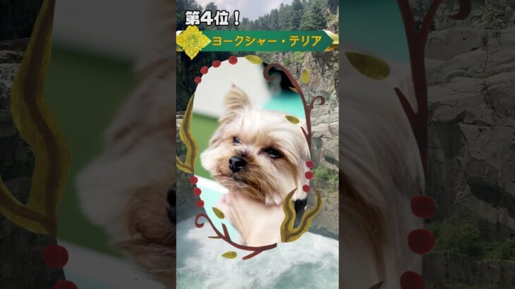 しつけがしやすい小型犬ランキングTOP5