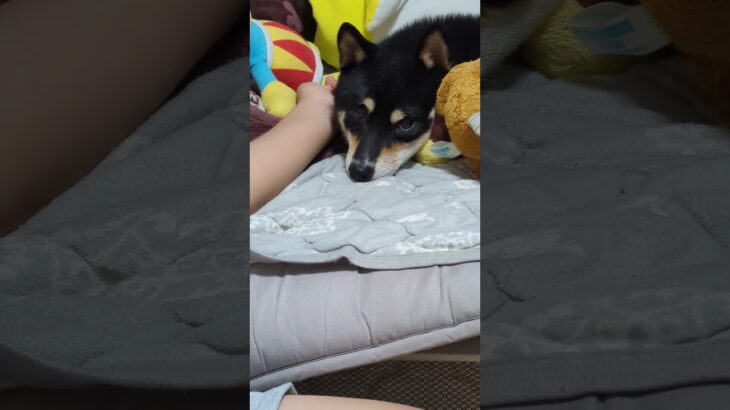 連写Time#豆柴の日常 #豆柴しつけ #豆柴 #可愛い犬動画 #可愛い #柴犬 ＃カメラ目線