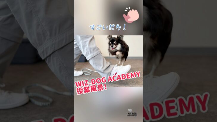 WIZ-DOG ACADEMY授業の様子 #wizdog #wizdogacademy #愛犬 #ドッグトレーナー #しつけトレーニング