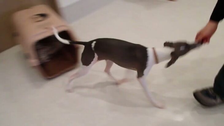 犬の幼稚園 ZITANくんとトレーニング