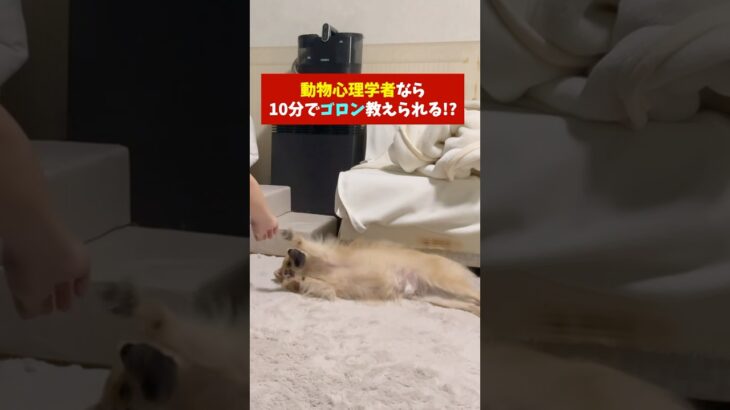 ［犬のしつけ］動物心理学者がゴロンを教えてみた　#わんこ #可愛い犬 #子犬 #癒される #可愛い #dog #犬　#心理学