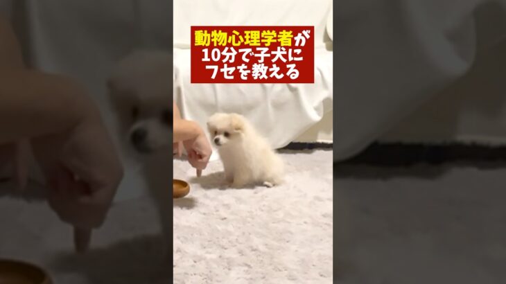 ［犬のしつけ］動物心理学者がフセを教える/ポメラニアンのココ　#わんこ #可愛い犬 #子犬 #癒される #可愛い #dog #犬　#心理学　#ペット