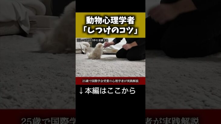［犬のしつけ］動物心理学者がフセを教える/ポメラニアンのココ　#わんこ #可愛い犬 #子犬 #癒される #可愛い #dog #犬　#心理学　#ペット