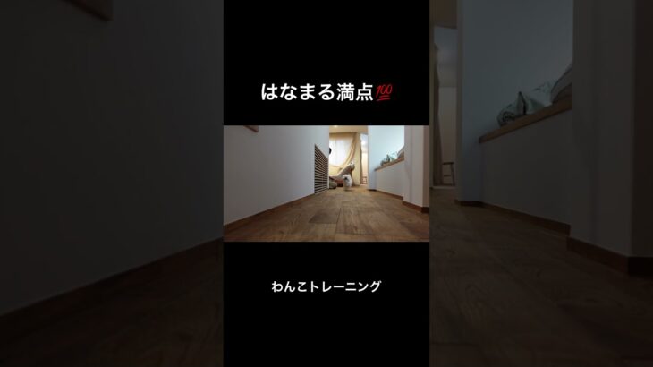 わんこトレーニング【犬との暮らし】　#dog #マルペキ #犬 #犬との暮らし #犬のいる生活 #癒し #ペット #しつけ #トレーニング#pets