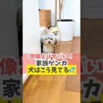 犬の前でケンカしないでね♪#犬のいる暮らし#dog #shorts