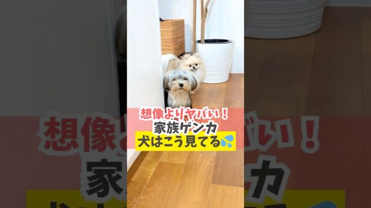 犬の前でケンカしないでね♪#犬のいる暮らし#dog #shorts
