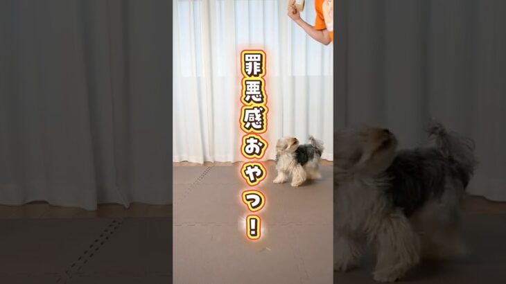 犬はガサガサ音でこんな想像をしてる！？#犬のいる暮らし #dog #shorts