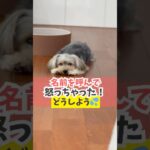 犬を名前で怒っちゃったらどうすればいい？#犬のいる暮らし #dog #shorts