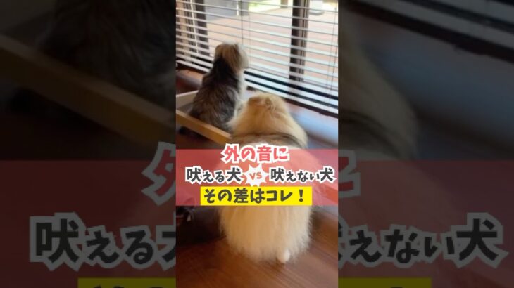 外の音に吠える犬と吠えない犬の違い、その差はコレ。#犬のいる暮らし #dog #shorts
