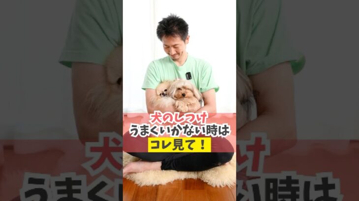 犬のしつけがうまくいってないと思ったらコレしてね！#犬のいる暮らし #dog #shorts