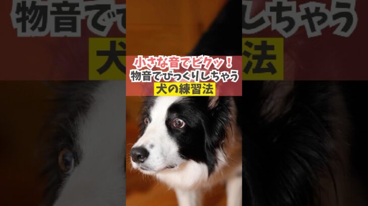 小さな音でもビクッとしちゃう犬の鉄板♪練習法#犬のいる暮らし #dog #shorts