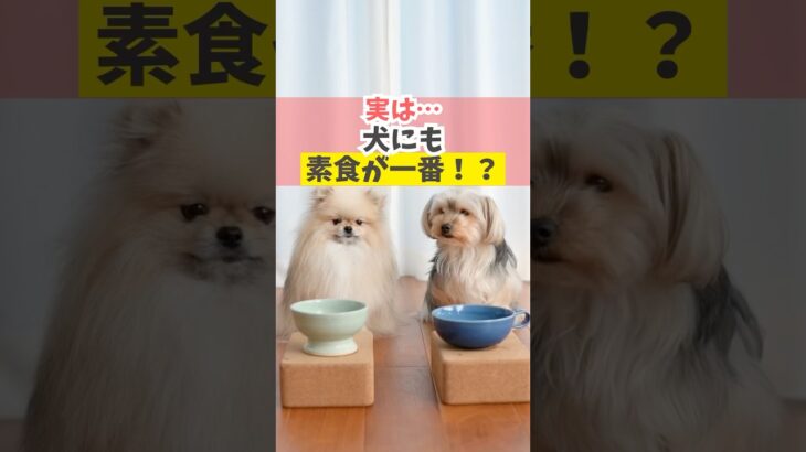 ゴハンにも、オーバースペックがあります！#犬のいる暮らし #dog #shorts