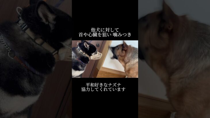 従順な関係ではなく、気を抜ける関係を。#doglibre #柴犬 #本気噛み #ドッグトレーニング #犬のしつけ