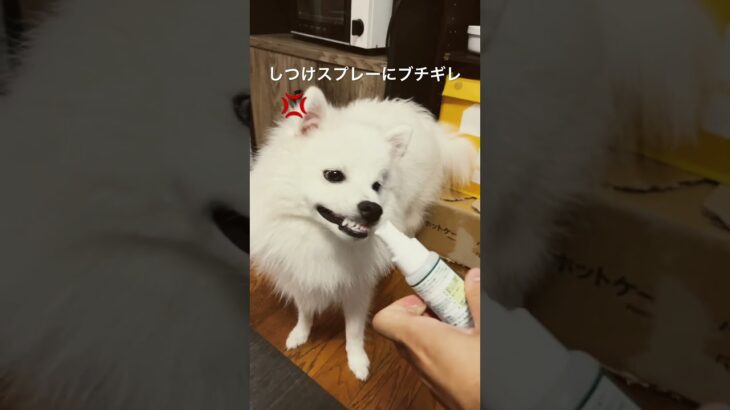 しつけスプレーにブチギレハウくん　#japanesespitz #日本スピッツ #dog #whitedog #日本スピッツ好きと繋がりたい #犬好きと繋がりたい #犬がいる暮らし #いぬすたぐらむ
