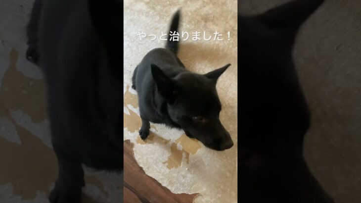 怖さの消えた甲斐犬！♯甲斐犬♯しつけ♯忍犬 #oldies #music